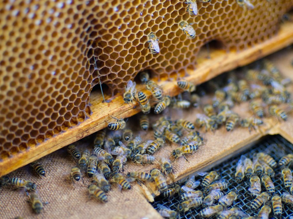 bees - insect farming