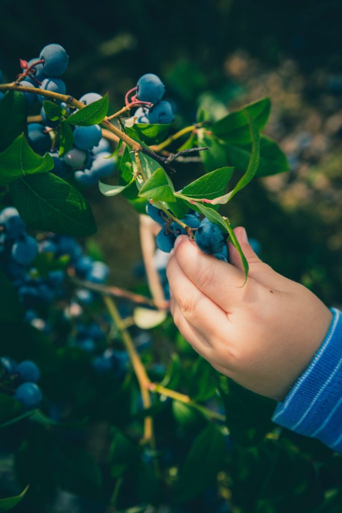 Blueberries Plant Phenotyping